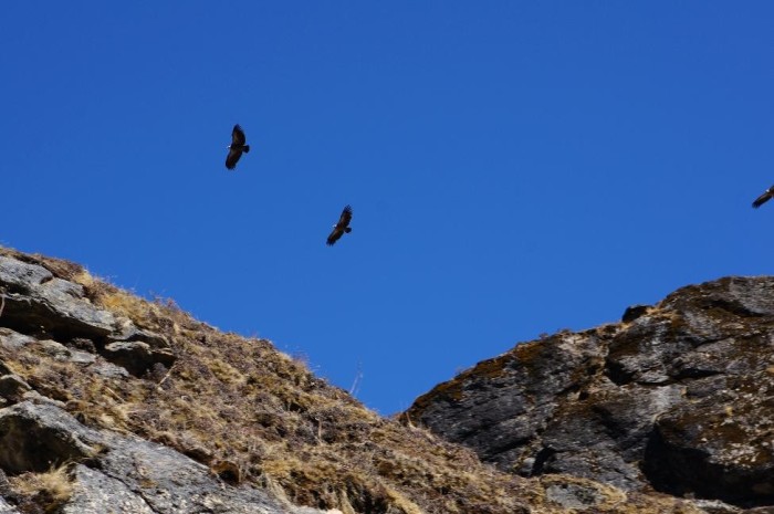 Eagles (or vultures, maybe).  Not sure but they were ubiquitous